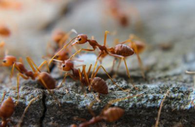 Fire Ant Control - Lawn Care And Landscaping Bergen County, New Jersey