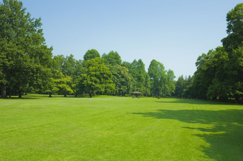 Plant and Tree Selection