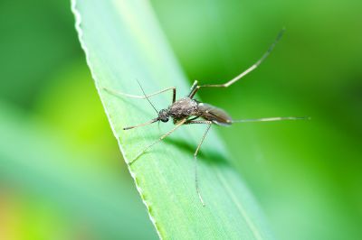 Mosquito Control - Lawn Care And Landscaping Bergen County, New Jersey