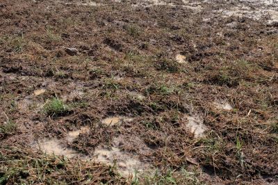 Muddy Yard Solution - Lawn Care And Landscaping Bergen County, New Jersey