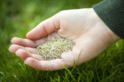 Overseeding - Lawn Care And Landscaping Bergen County, New Jersey