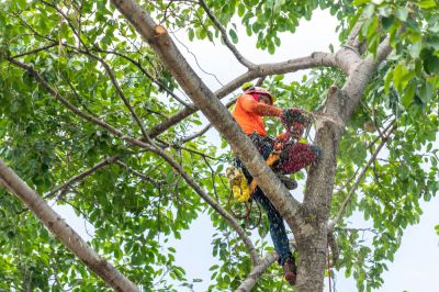 Tree Pruning - Lawn Care And Landscaping Bergen County, New Jersey