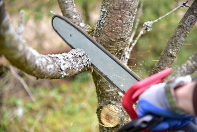 Tree Trimming - Lawn Care And Landscaping Bergen County, New Jersey